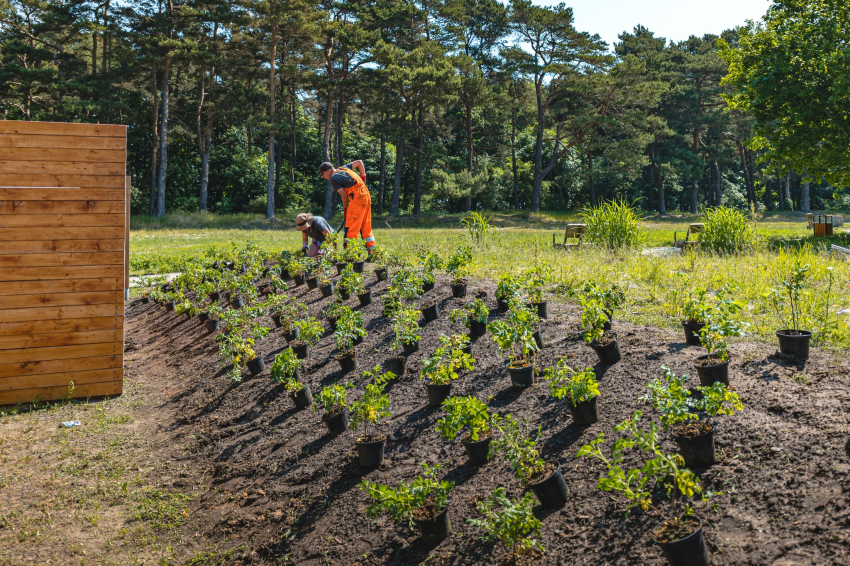Dwie osoby pracują z sadzonkami w doniczkach