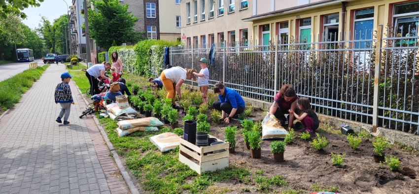 Zdjęcie przedstawia osoby w różnym wieku, które sadzą jakieś rośliny w miejscu dawnego trawnika, obok chodnika publicznego. Zaraz za płotem znajduje się szkoła.